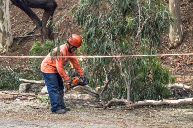 Sao Paulo, SP, Brezilya, 11 Ekim 2017. Belediye çalışanları, Sao Paulo 'nun güneyindeki Vila Mariana mahallesindeki Manuel Vaz de Toledo Meydanı' nda ağaç kesme işlemini üstlendiler.