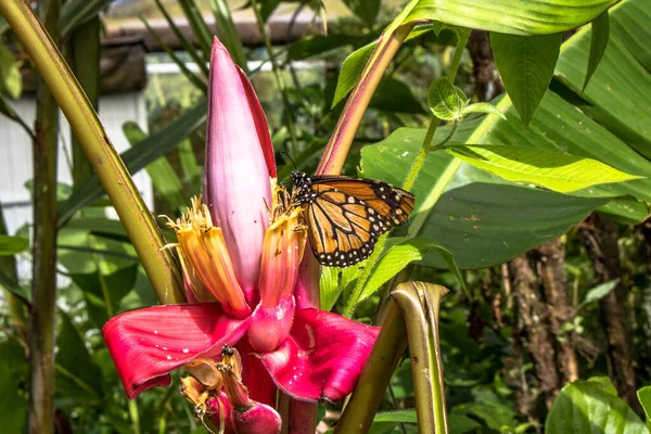 Monarch Butterfly Pollinates Banana Flower — Stock Photo, Image