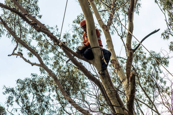 Сан-Паулу, SP, Бразилия, 11 октября 2017 года. Муниципальные работники делают обрезку деревьев на площади Мануэль Вас де Толедо, в районе Вила Мариана, к югу от Сан-Паулу