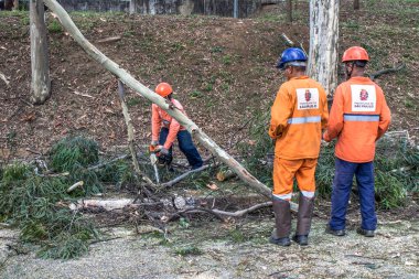 Sao Paulo, SP, Brezilya, 11 Ekim 2017. Belediye çalışanları, Sao Paulo 'nun güneyindeki Vila Mariana mahallesindeki Manuel Vaz de Toledo Meydanı' nda ağaç kesme işlemini üstlendiler.