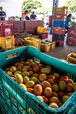Marilia, Sao Paulo, Brezilya, 24 Mart 2019. Meyveler ve sebzeler Marilia 'daki CEAGESP' de Sao Paulo eyaletinin orta batı bölgesinde satılmaktadır.
