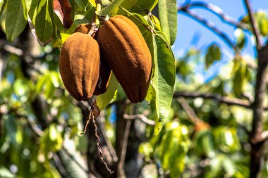 Brezilya 'da egzotik meyve Monguba (pachira aquatica)