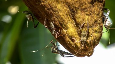 Tahtakuruları, yabani kakao olarak da bilinen Monguba meyvesine (suda yaşayan Pachira) saldırır.