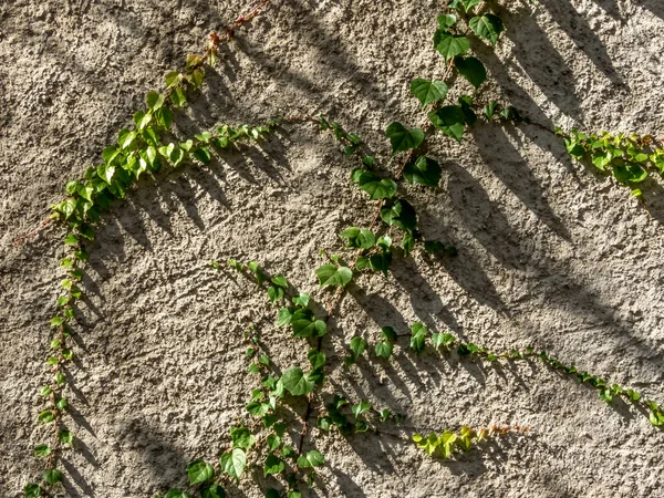 Товстіші Рослини Грубій Стіні Бразі — стокове фото