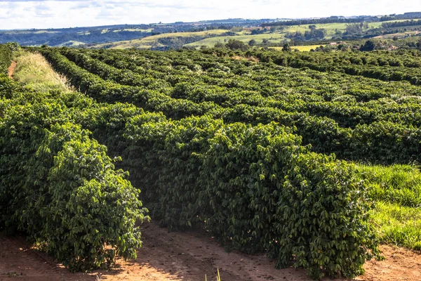 view of green coffee field in Brazil