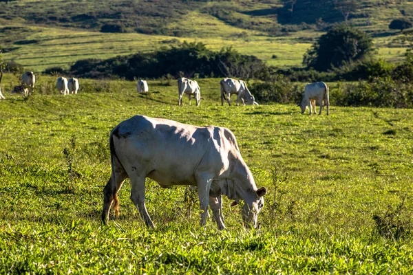 Nelore Gado Pastando Pasto — Fotografia de Stock