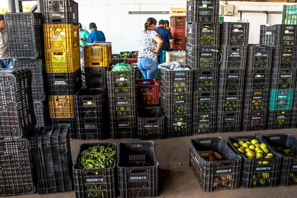 Marilia São Paulo Brasil Março 2019 Frutas Hortaliças São Vendidas — Fotografia de Stock