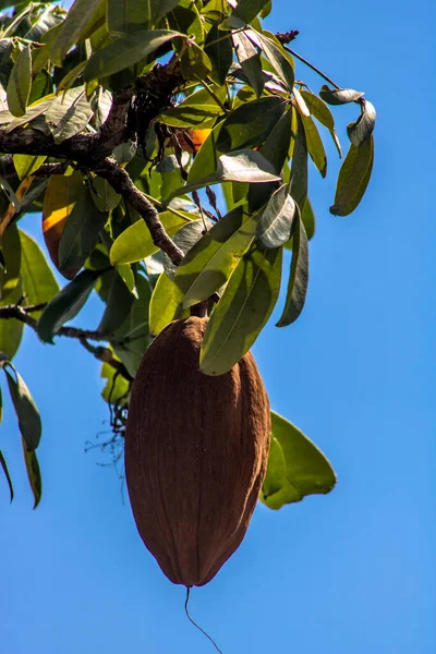Egzotikus Gyümölcs Monguba Pachira Aquatica Brazíliában — Stock Fotó
