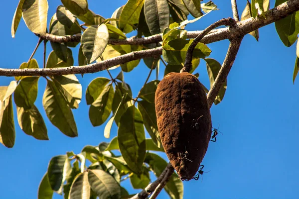 Los Bebes Atacan Fruta Monguba Pachira Acuática También Conocida Como —  Fotos de Stock