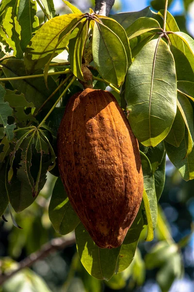 Frutas Exóticas Monguba Pachira Aquatica Brasil — Fotografia de Stock