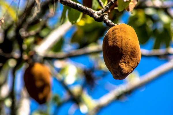 Egzotikus Gyümölcs Monguba Pachira Aquatica Brazíliában — Stock Fotó