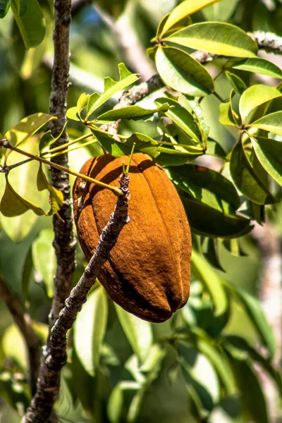 Egzotikus Gyümölcs Monguba Pachira Aquatica Brazíliában — Stock Fotó