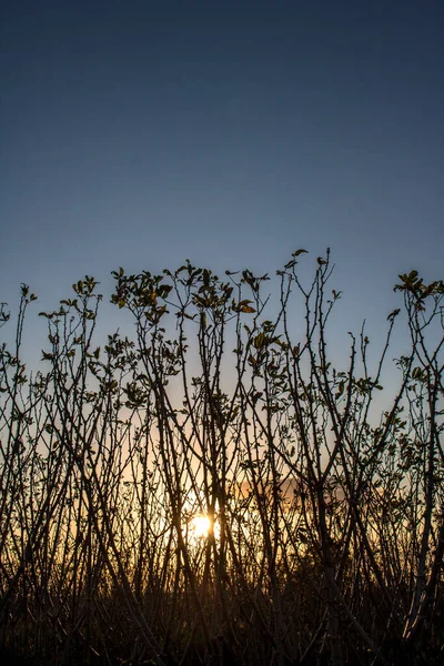 Cassave Maniokplant Het Veld Met Selectieve Focus Brazilië — Stockfoto