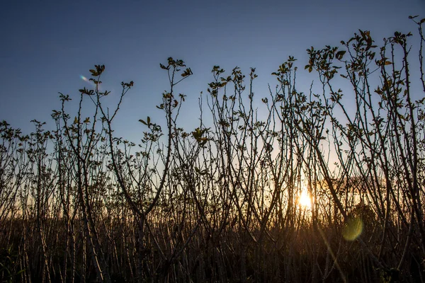 Cassave Maniokplant Het Veld Met Selectieve Focus Brazilië — Stockfoto