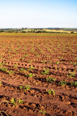 Brezilya 'da bebek manyok ya da manyok bitkisi