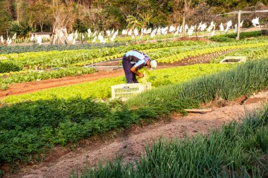 Marilia, Sao Paulo, Brezilya, Eylül 04, 2019. Çiftçi, Marilia şehrindeki küçük bir aile çiftliğinin sebze bahçesinde çalışıyor.