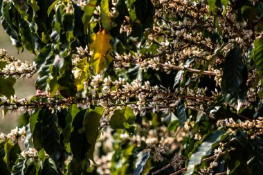 Brezilya 'nın Sao Paulo eyaletinde, Vera Cruz' da seçici odaklı beyaz renkli çiçeklerle birlikte kahve ağacı çiçek açar.