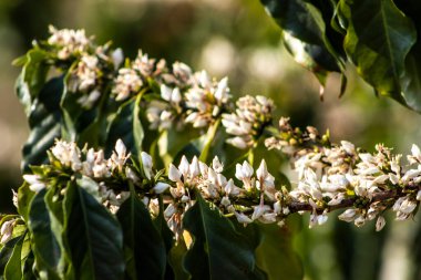 Brezilya 'nın Sao Paulo eyaletinde, Vera Cruz' da seçici odaklı beyaz renkli çiçeklerle birlikte kahve ağacı çiçek açar.
