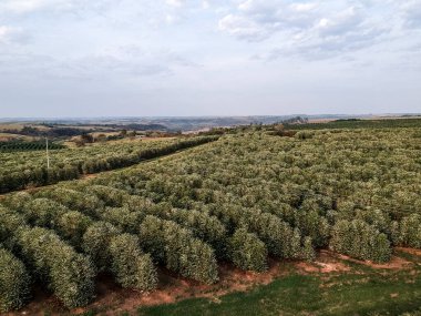 Brezilya 'nın Sao Paulo eyaletindeki çiçekli bir kahve çiftliğinin hava manzarası.