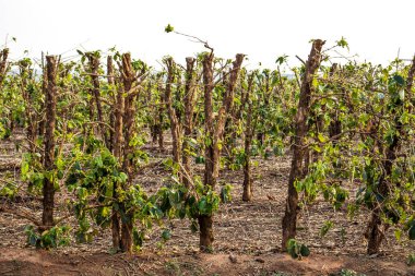 Brezilya 'da budanmış kahve ağaçları olan bir çiftlik.
