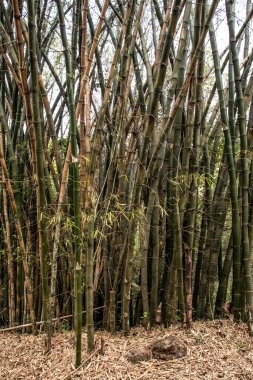 Brezilya 'da bambu ormanı ağaçları