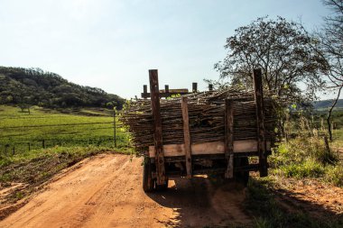 Brezilya 'da köy yolunda manyok fideleri taşıyan traktör.