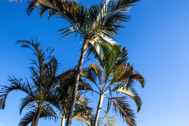 Brezilya 'da mavi gökyüzü arka planına sahip palmiye ağacı