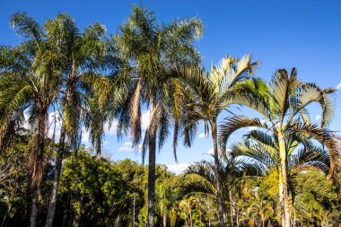 Brezilya 'da mavi gökyüzü arka planına sahip palmiye ağacı
