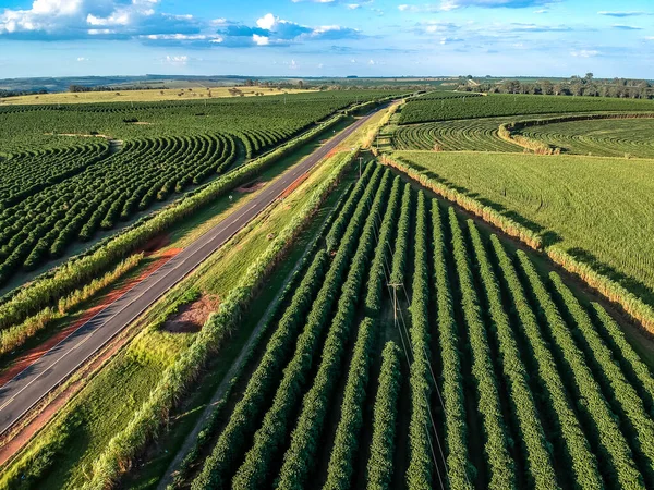 ブラジルの高速道路によって切断されたコーヒーとサトウキビのプランテーションのドローンの空中ビュー — ストック写真