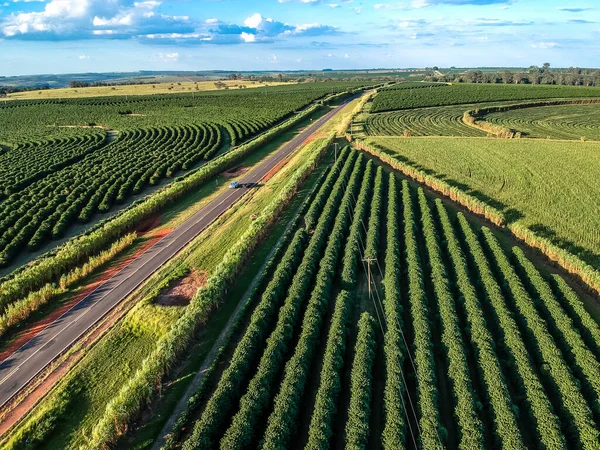 Flygfoto Drönare Kaffe Och Sockerrör Plantager Skuren Motorvägen Brasilien — Stockfoto