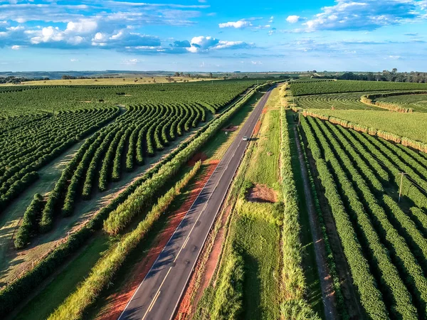 ブラジルの高速道路によって切断されたコーヒーとサトウキビのプランテーションのドローンの空中ビュー — ストック写真