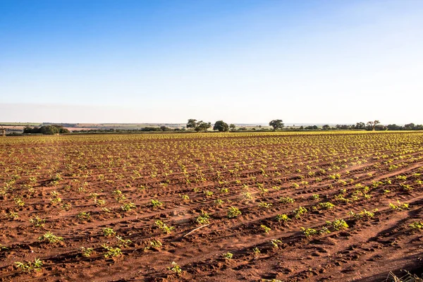 Baby Cassava Manioc Plant Field Brazi — Stock Photo, Image