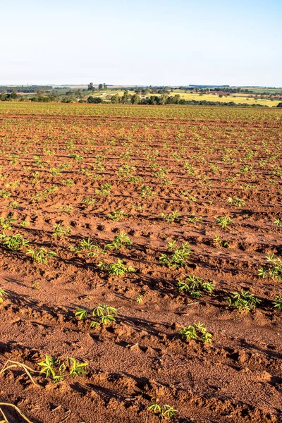 Baby Cassava Manioc Plant Field Brazi — Stock Photo, Image