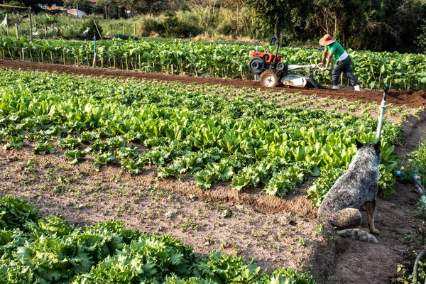 Marilia Sao Paulo Brasil Septiembre 2019 Farmer Prepara Las Camas — Foto de Stock