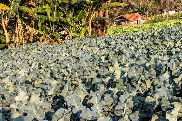 Planta Brócoli Jardín Con Enfoque Selectivo Brasil — Foto de Stock