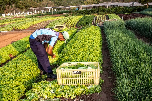 Marilia Sao Paulo Brasilien September 2019 Jordbrukare Arbetar Grönsaksträdgård Liten — Stockfoto
