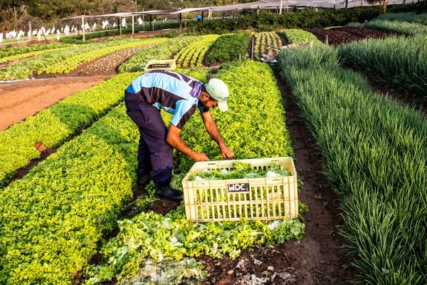 Marilia Sao Paulo Brazil September 2019 Farmer Works Vegetable Garden — Stock Photo, Image