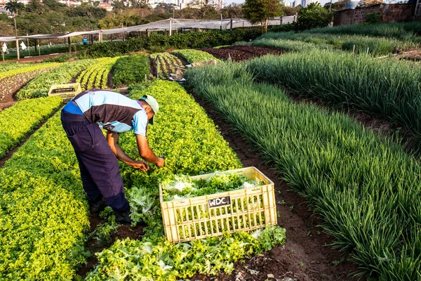 Marilia Sao Paulo Brasil Septiembre 2019 Agricultor Trabaja Jardín Vegetal — Foto de Stock