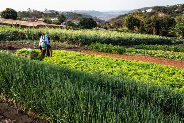 Marilia, Sao Paulo, Brezilya, Eylül 04, 2019. Çiftçi, Marilia şehrindeki küçük bir aile çiftliğinin sebze bahçesinde çalışıyor.