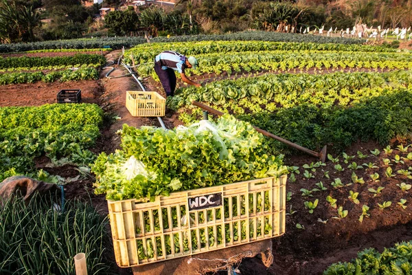 Marilia Sao Paulo Brasil Septiembre 2019 Agricultor Trabaja Jardín Vegetal — Foto de Stock