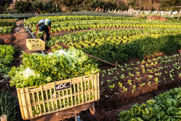 Marilia Sao Paulo Brasil Septiembre 2019 Agricultor Trabaja Jardín Vegetal — Foto de Stock