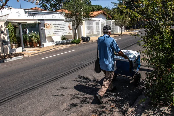 Marilia Sao Paulo Brazílie Září 2019 Zmrzlinový Jestřáb Kráčí Ulicí — Stock fotografie