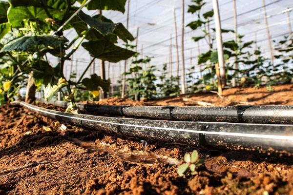 Drip Irrigated Cucumber Plantation Greenhouse Brazil — Stock Photo, Image