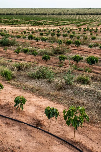 Vista Delle Piantine Caffè Irrigate Nel Sistema Goccia — Foto Stock