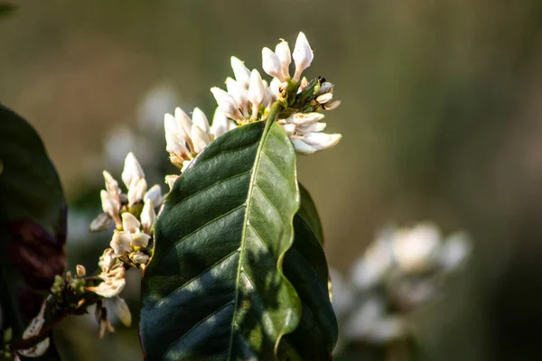 Kaffeebaumblüte Mit Weißen Blüten Mit Selektivem Fokus Vera Cruz Sao — Stockfoto