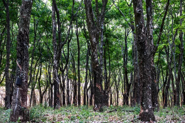 Rubber Plantation Extraction Latex Raw Material Manufacture Rubber Sao Paulo — Stock Photo, Image