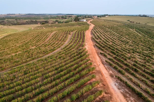 ブラジルの緑のコーヒー畑の空中ドローンビュー — ストック写真