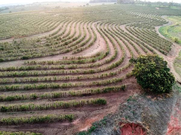 Veduta Aerea Drone Campo Caffè Verde Brasile — Foto Stock