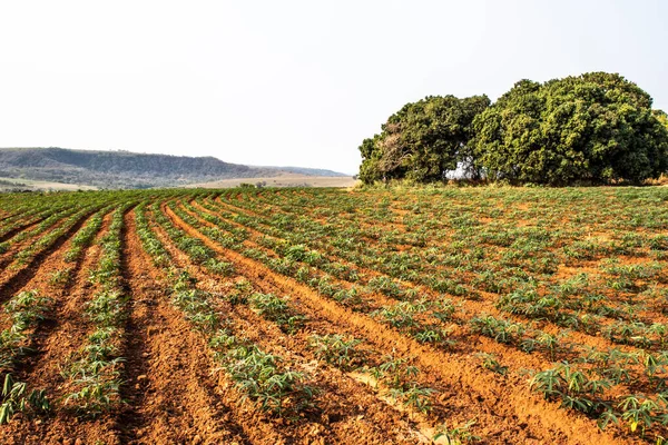 Cassava Manioc Plant Field Brazil — Stock Photo, Image