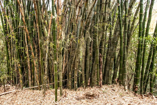 Bamboe Bomen Brazilië — Stockfoto